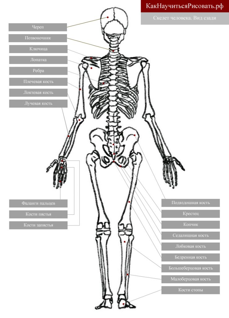Модели костей скелета человека (набор)